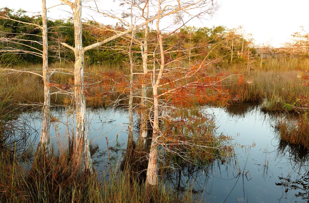 Swamp with vibrant autumn foliage, tan marsh grass and still water, on the Pahayokee Trail.