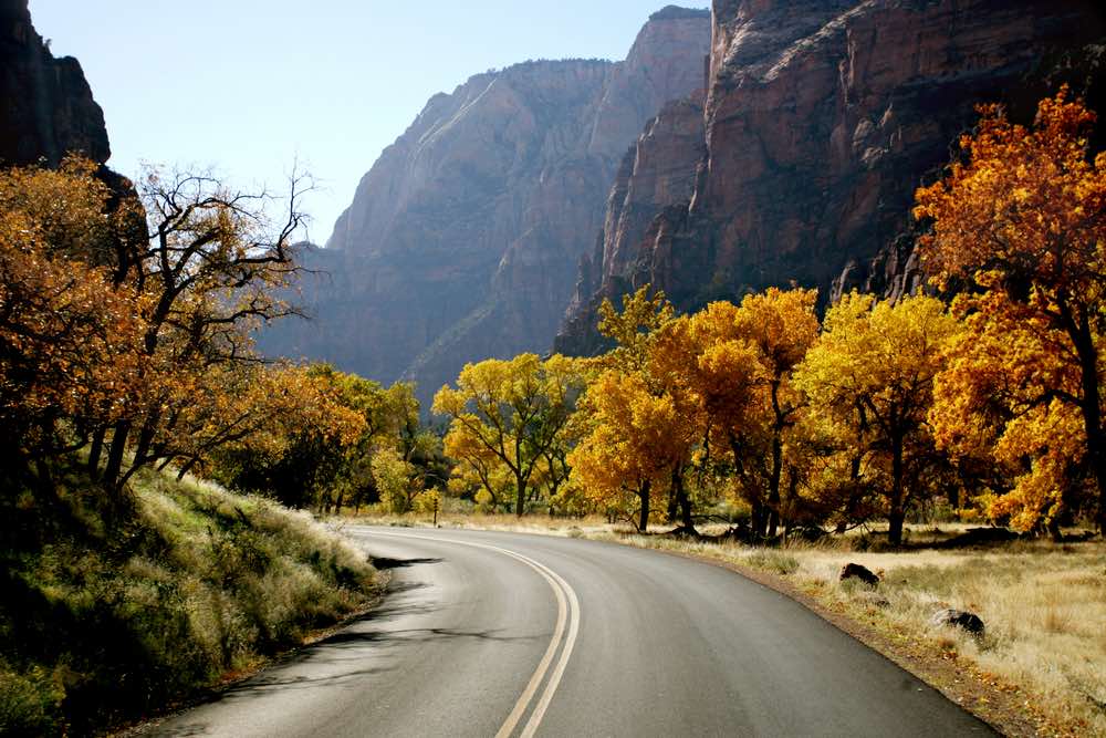 Empty road going through Zion National Park with mountains on either side and orange autumn trees alongside the road