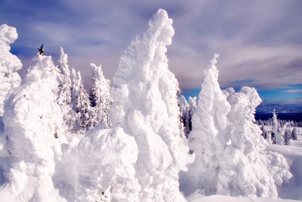 Landscape of the gallatin national forest with snow-covered trees in the backcountry of Montana