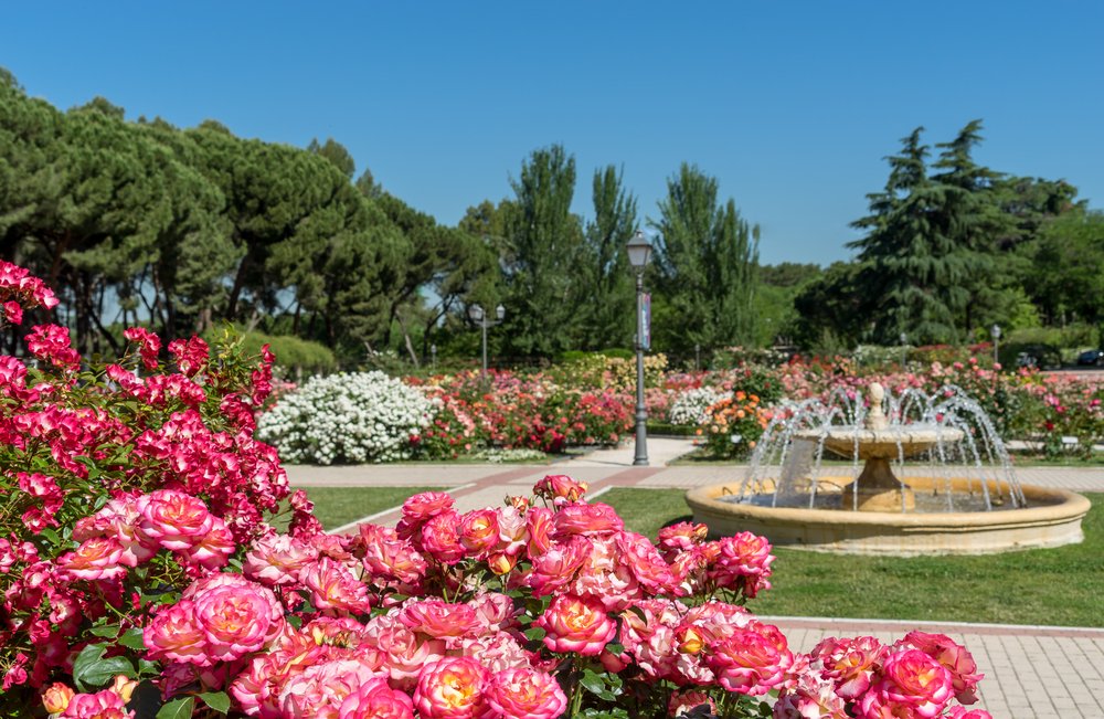 View of a park with a fountain and roses in both background and foreground.