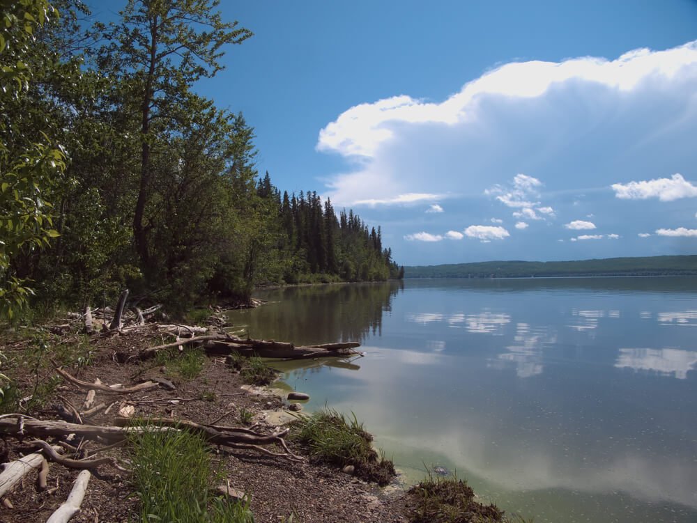 Logs and trees on the shore of a lake, which is still and mirroring the clouds above it.