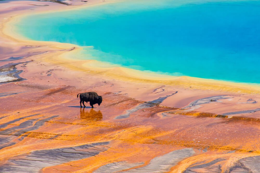 A bison on the edge of the orange part of Grand Prismatic Spring, the turquoise center of the spring is close by in the upper right corner of the photo.