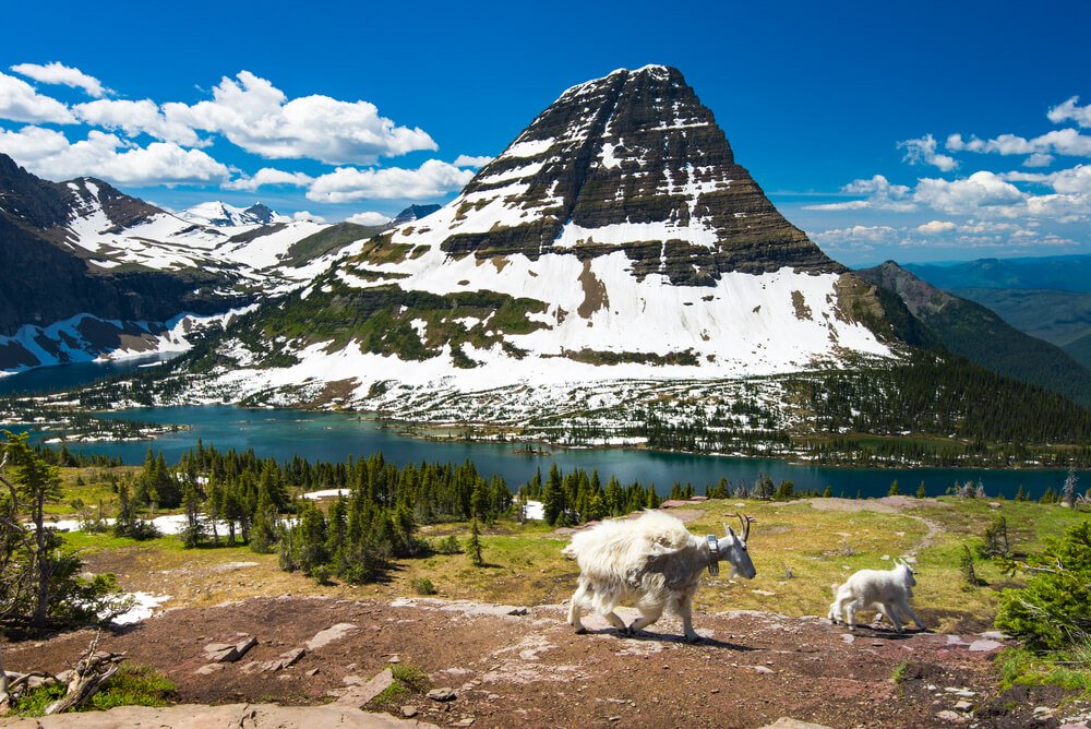 An adult white mountain goat and its baby walking in the landscape of Glacier National Park with an alpine lake below and a mountain half-covered in snow, the rest clear of snow.