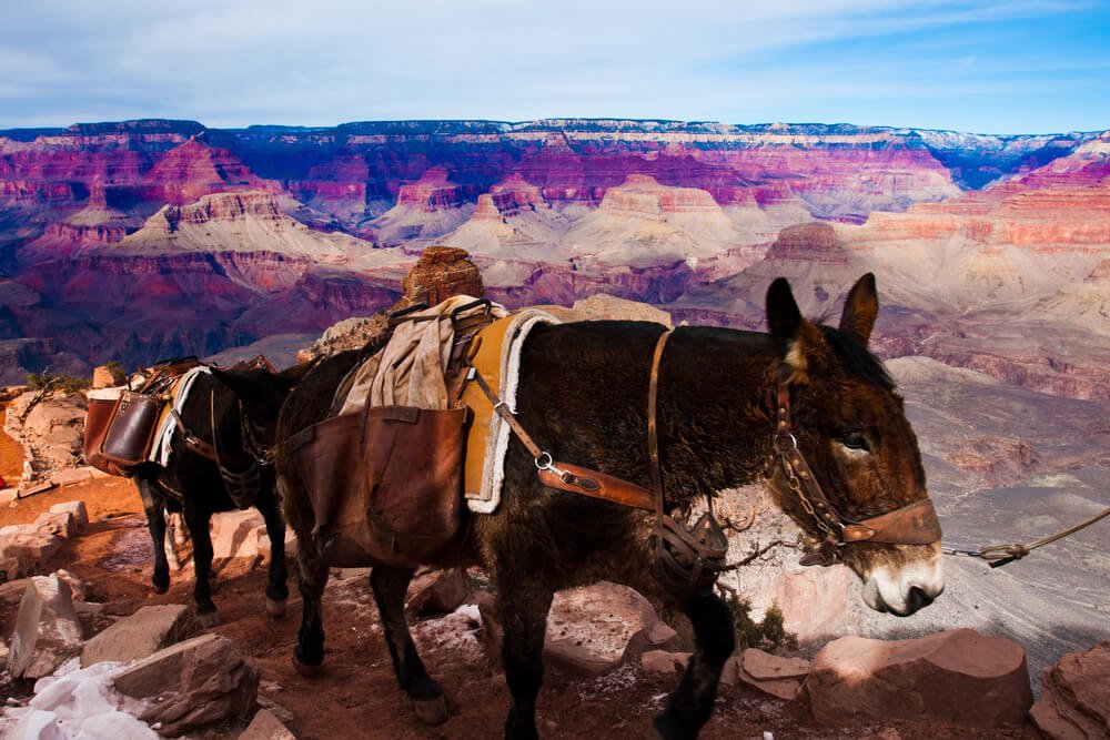 Mules wearing a winter pelt and saddle traveling into the Grand Canyon, which has some snow on the side of the trail.