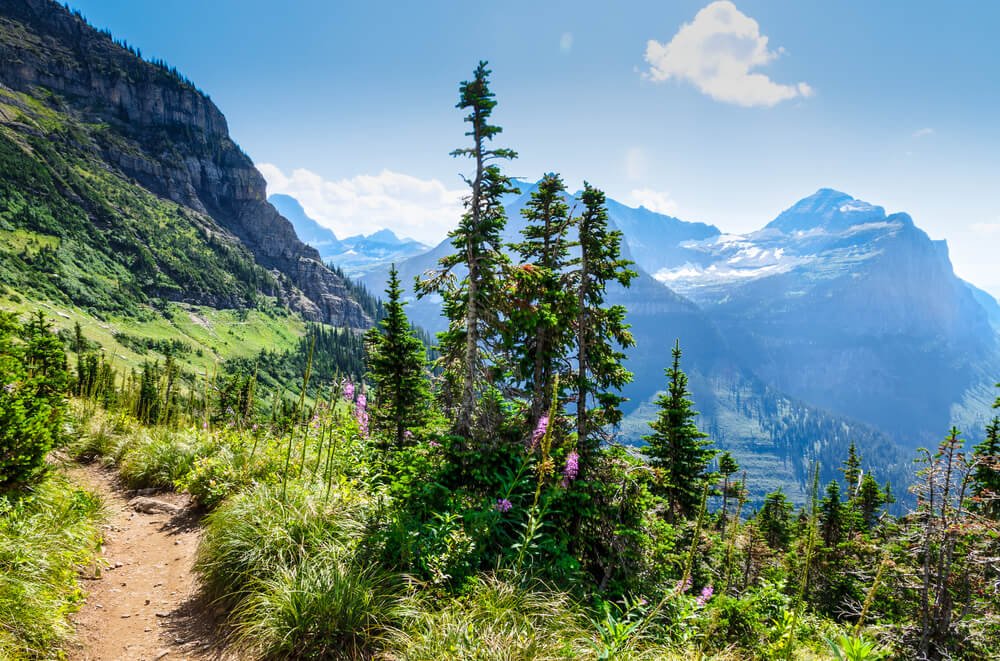 A dirt path winding through the beautiful green mountains of Glacier National Park, with some purple wildflowers and views of the other glacial mountains in the park.