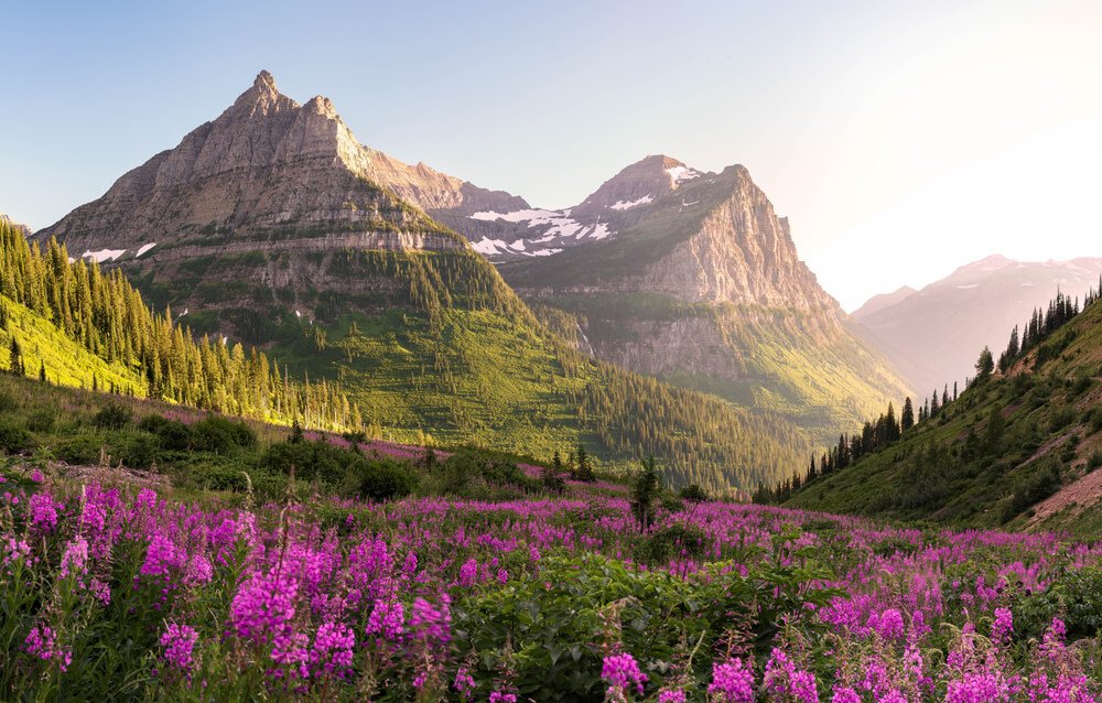 Pink wildflowers blooming in an alpine meadow in a valley between peaks in Glacier National Park, a Montana road trip itinerary must-see!