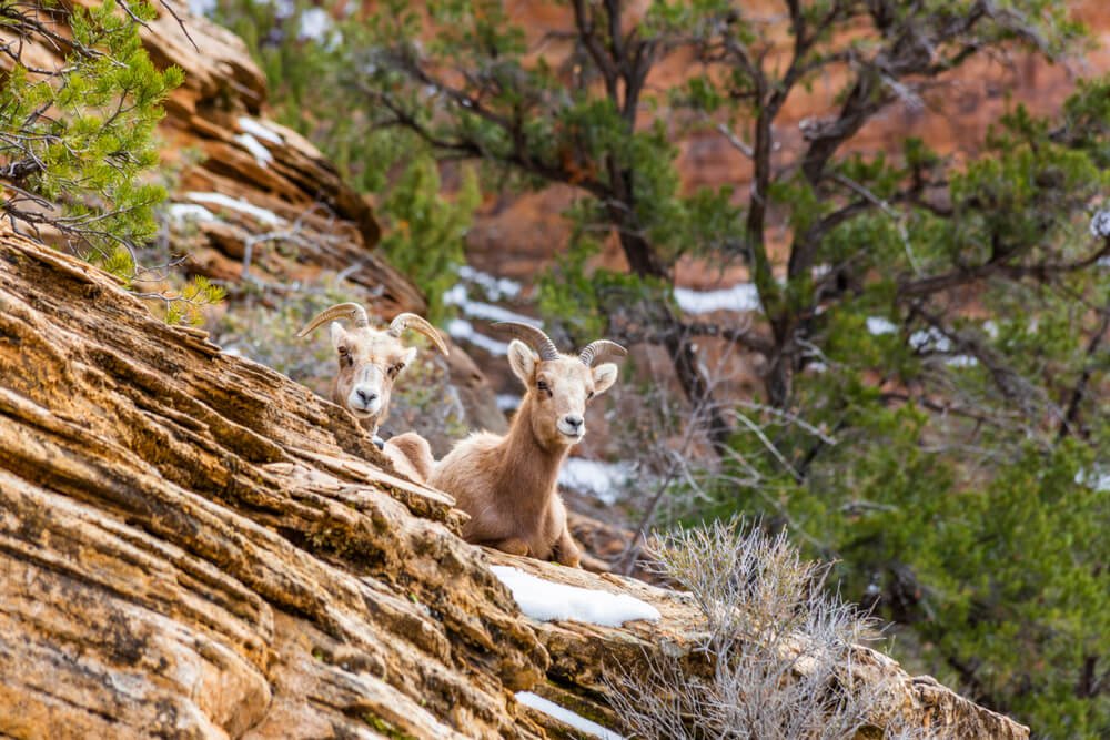 Two goats or sheep with horns looking at the camera, perched on some snow on a red rock landscape in Zion National Park in winter.