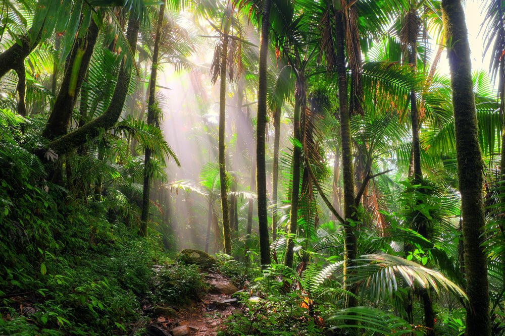 the trees in the rainforest of el yunque national forest