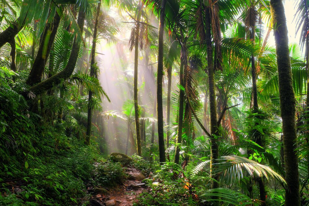 the beautiful green landscapes of the tropical rainforest of el yunque