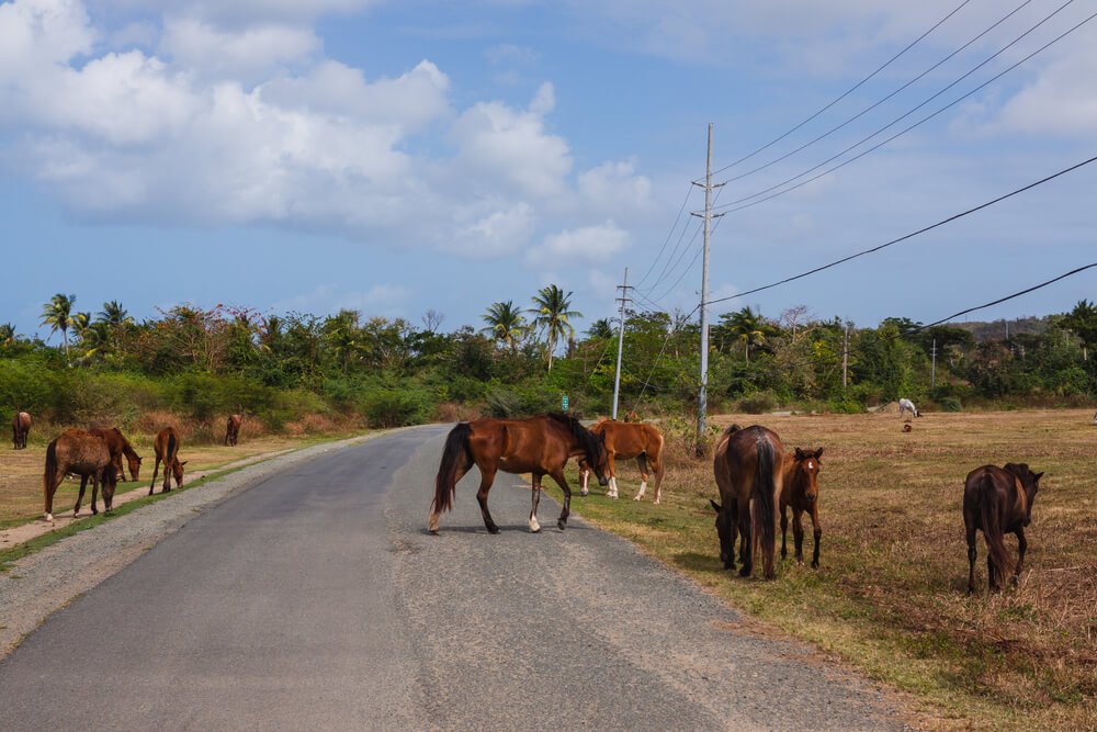 several wild horses and baby horses roaming the street in vieques puerto rico