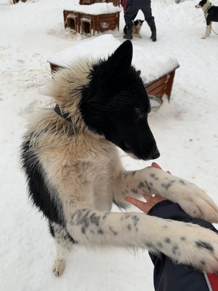 A black and white dog greeting Allison at a husky dog sledding farm