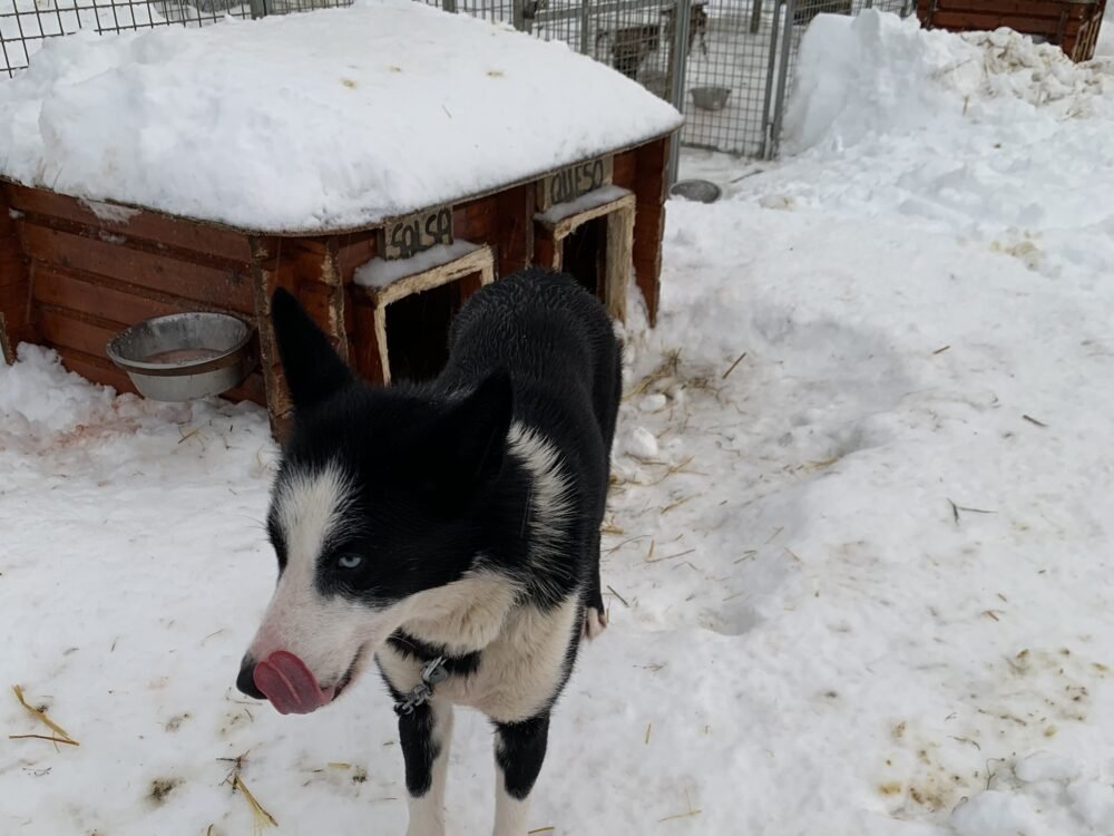 A cute blue-eyed Alaskan husky licking herself