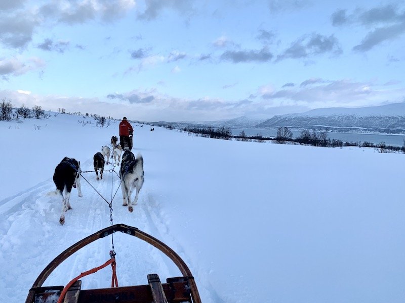 View from the dog sled over the beautiful landscapes of norway in winter