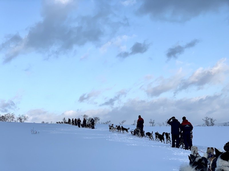 lines of people in the snow with their dogs on a dog sled tour