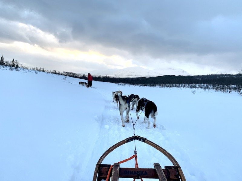 dogs running forward on a sled