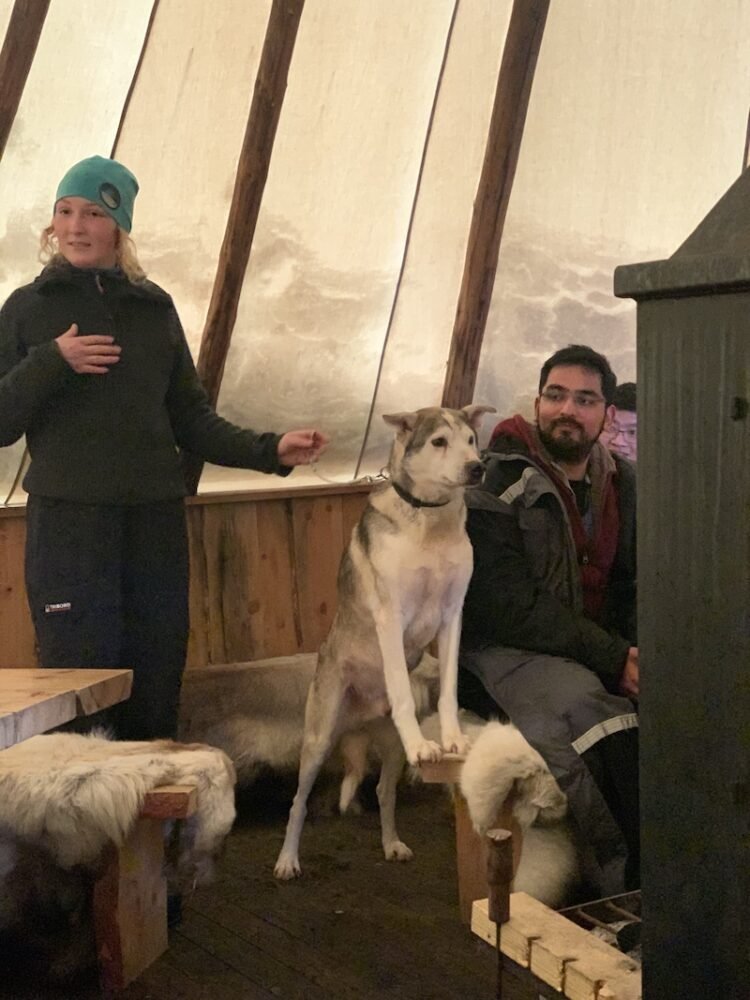 a retired sled dog standing on a bench in a lavvu tipi style structure