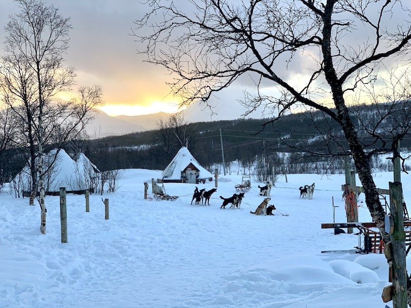 dogs at a husky farm with tipi-style structures in the distance at sunset