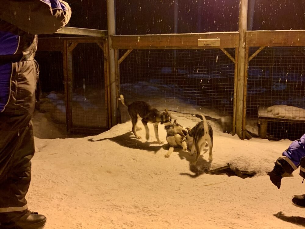 Baby huskies playing at the Tromso wilderness center
