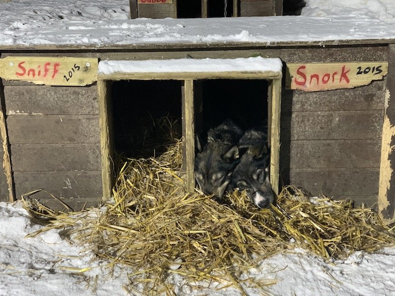 two huskies cuddled up in the same bed, with the names sniff and snork