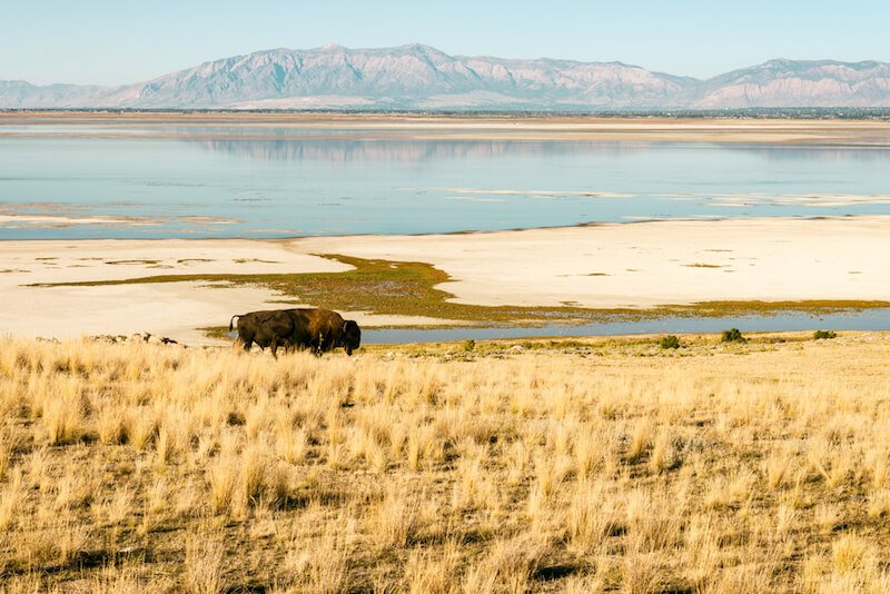 a buffalo on antelope island in great salt lake