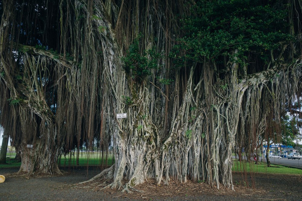 a giant banyan tree in big island hawaii