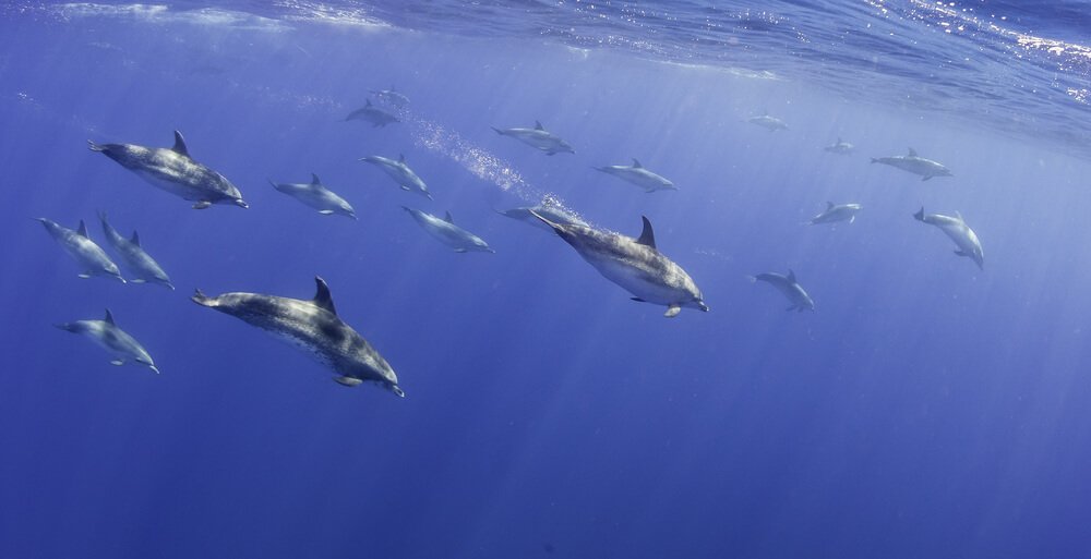 pod of dolphins swimming underwater in the azores islands