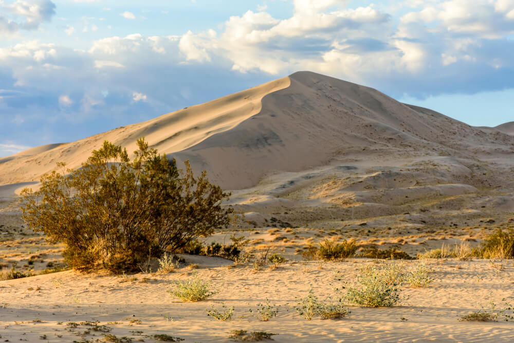 Golden light on Kelso Sand Dunes at sunset in the Mojave Desert, Mojave National Preserve