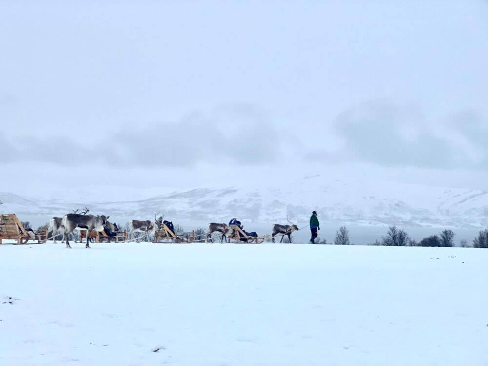 reindeer pulling sleds in arctic norway with a guide leading the pack