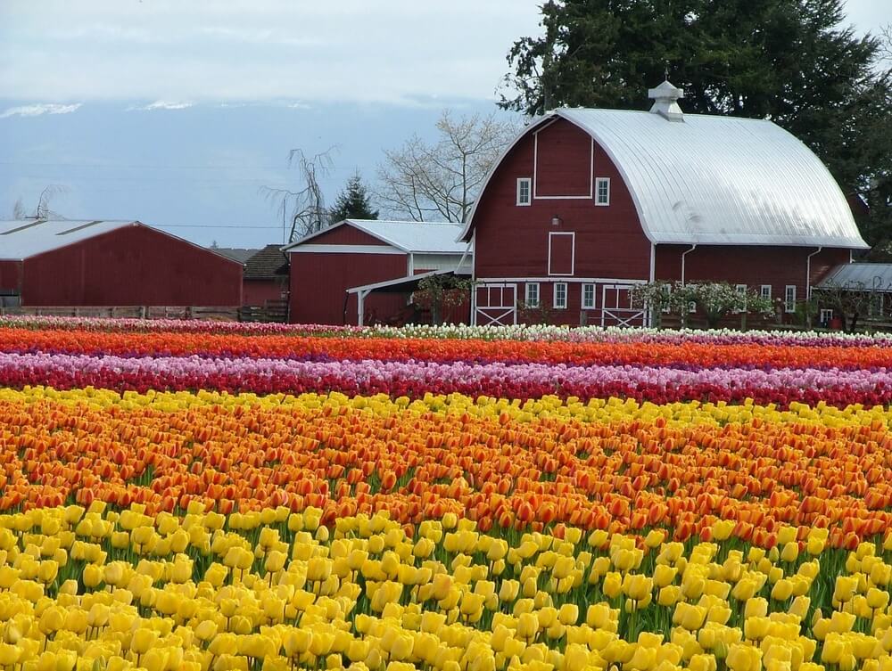 This image has an empty alt attribute; its file name is skagit-valley-tulip-festival-shutterstock_70033381-1.jpeg