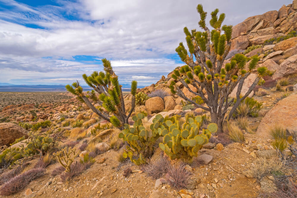 joshua trees on teutonia peak