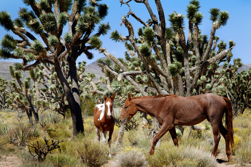 two horses next to joshua trees in wild horse canyon in mojave national preserve