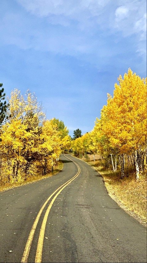 Yellow aspens on a mountain road