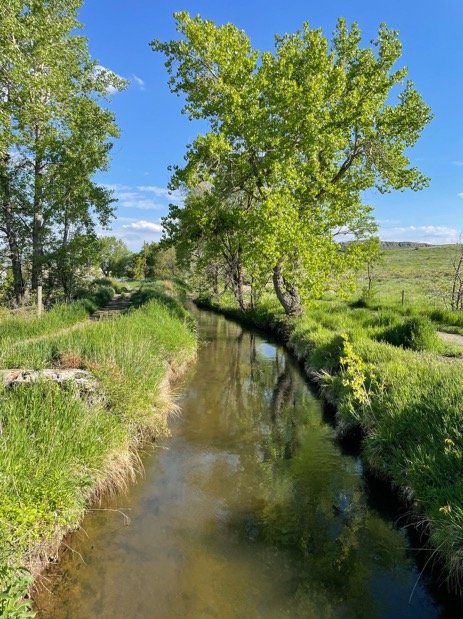Green trees and an irrigation ditch in an open space in Colorado