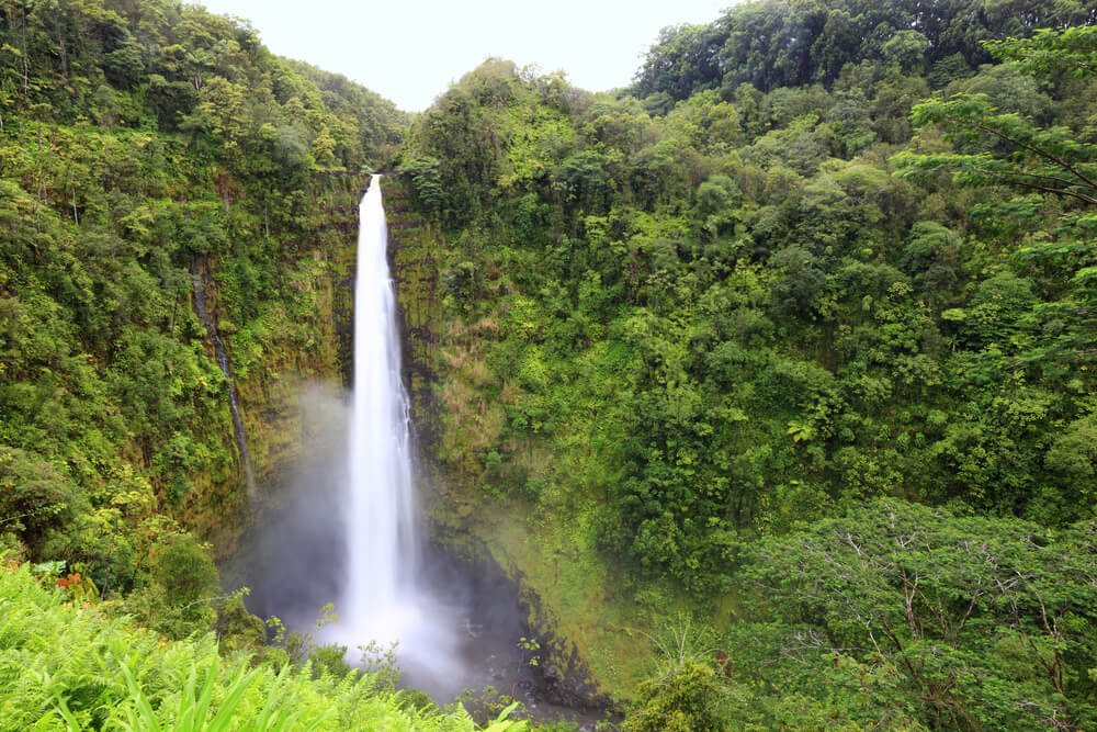 the impressive single drop waterfall of akaka falls in hawaii surrounded by lush greenery