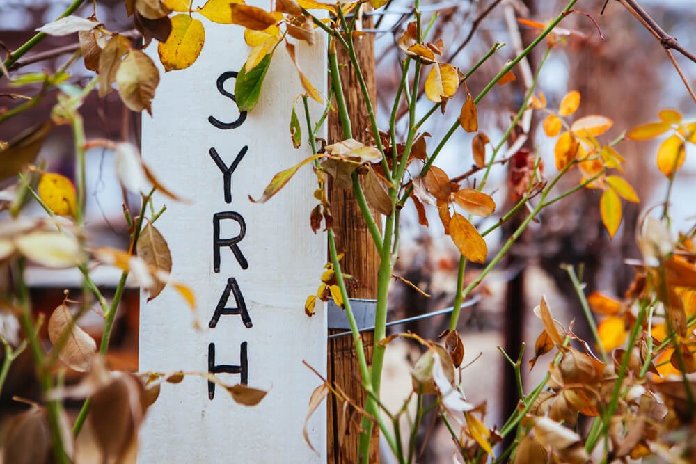 A Syrah vineyard sign during winter near Cottonwood in Arizona, USA