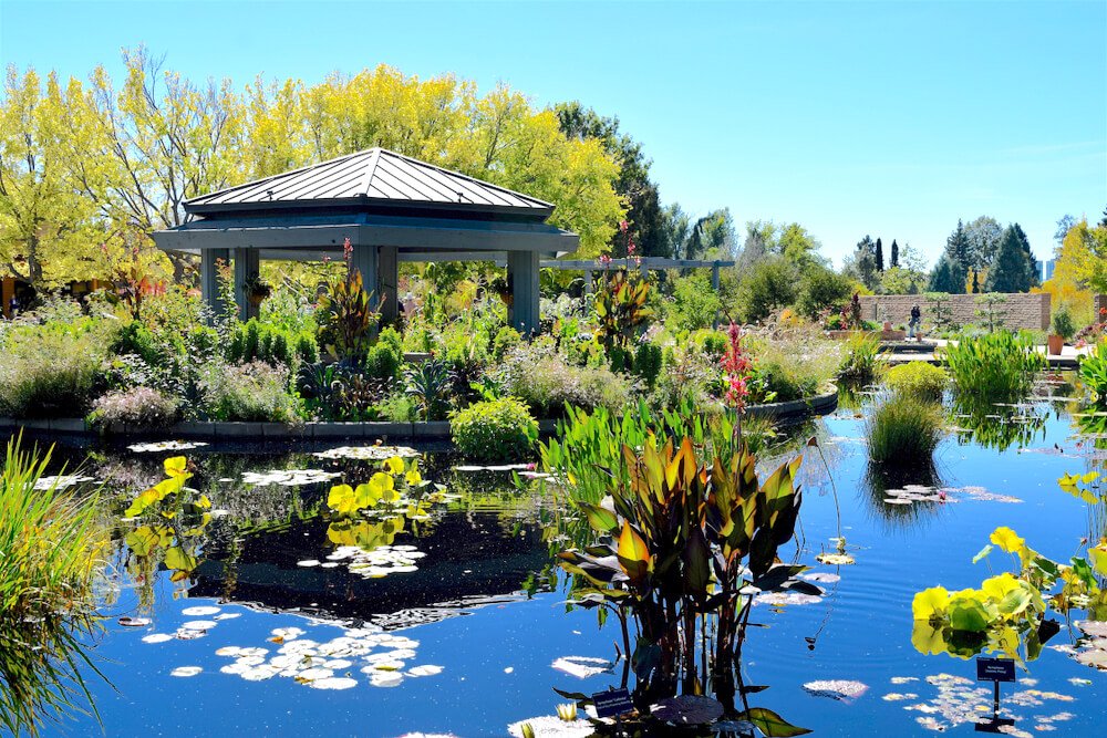 Lily pads and a pond and a gazebo in Denver Botanic Gardens