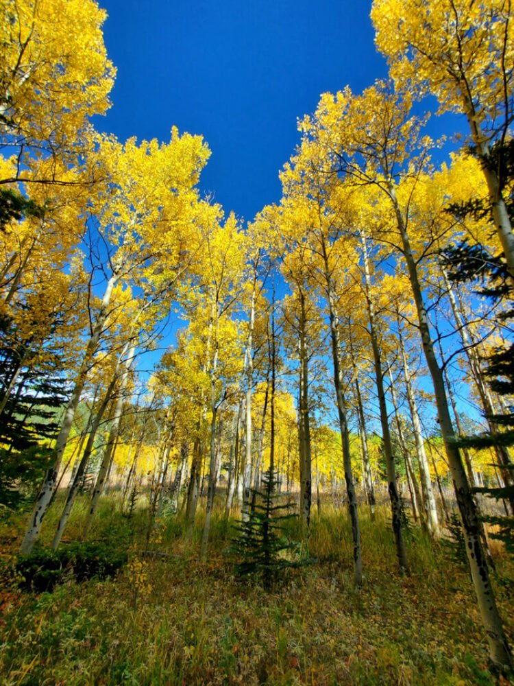 yellow aspen trees in the fall in golden colorado