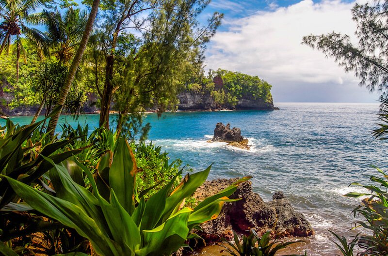 Plant life in front of one of the beaches of Hilo Hawaii