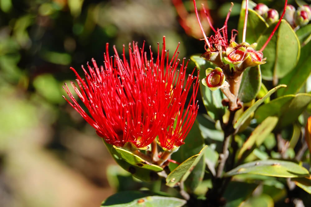 the brilliant red flower o the lehua flower growing on the o'hia plant