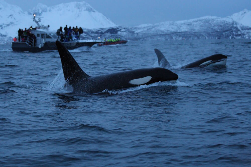 orcas in low light in skjervoy with rib boats in background