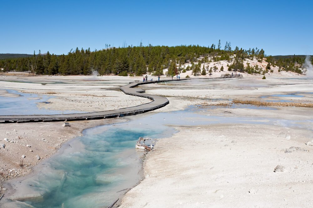 Turquoise and white geyser and geothermal area with a boardwalk trail and pine trees in the distance on a hill