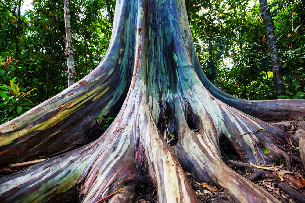 the multicolored bark of the rainbow eucalyptus tree (blue, purple, red, yellow, and more)