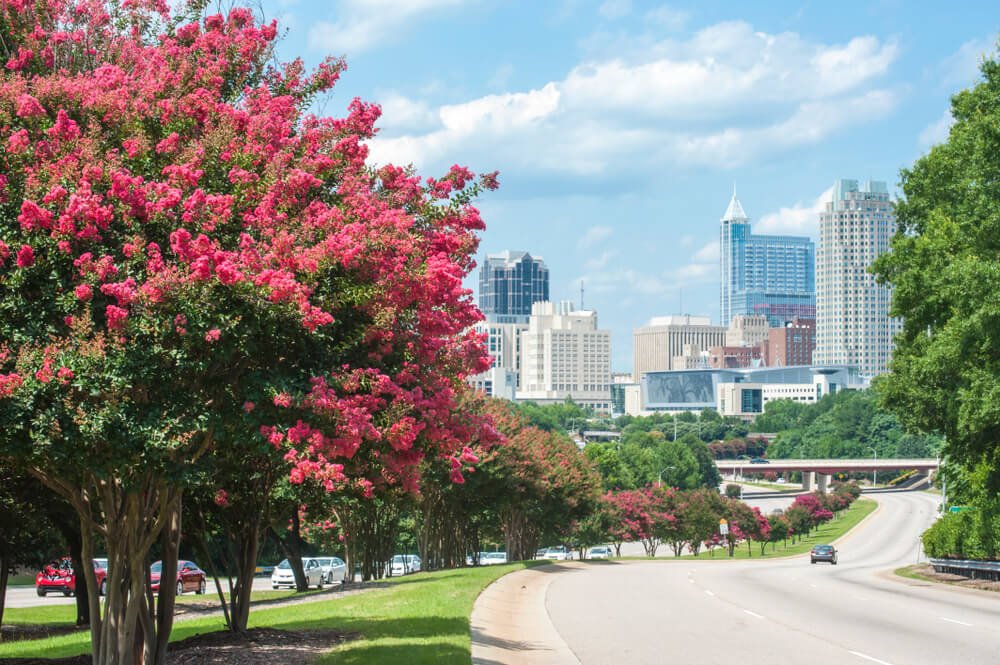 Raleigh skyline in the summer with pink crepe myrtle trees in bloom
