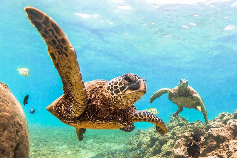 Two sea turtles under the water close to the camera