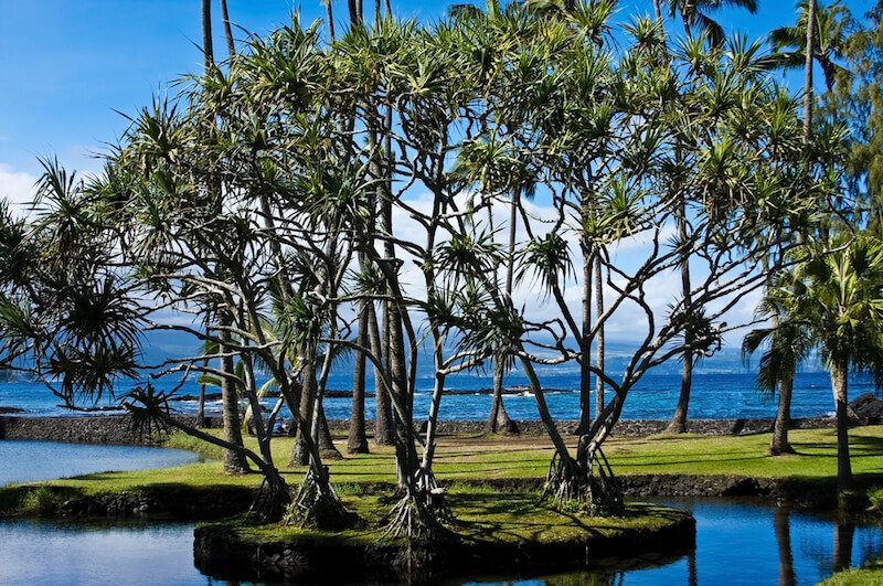 trees by the ocean in hilo hawaii floating next to a lagoon