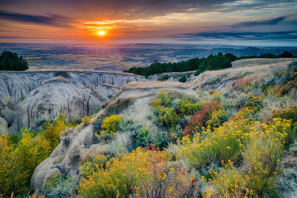 Wildflowers in Badlands National Park at sunrise