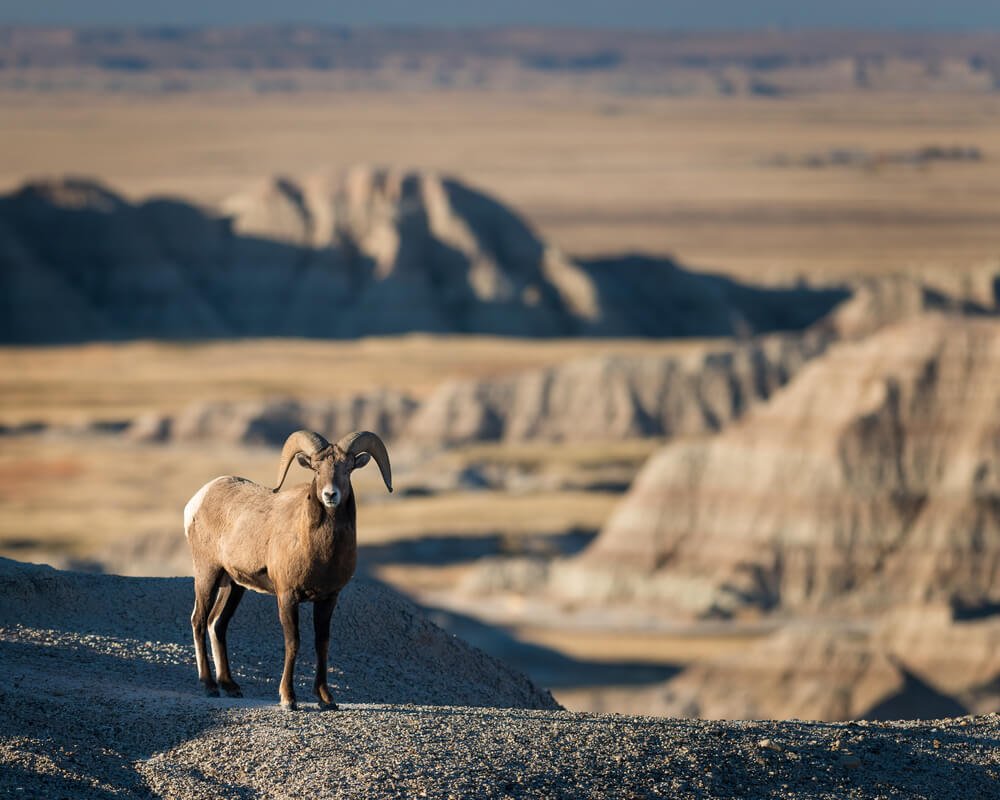 A bighorn sheep standing looking at the camera in Badlands national park