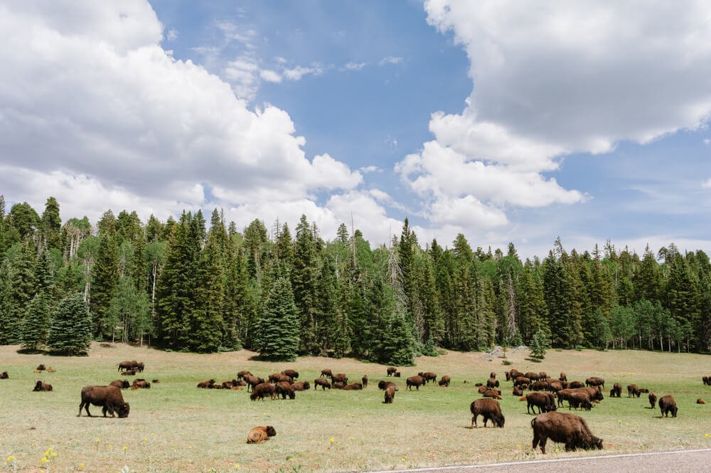 A herd of bison at the North Rim of Grand Canyon National Park
