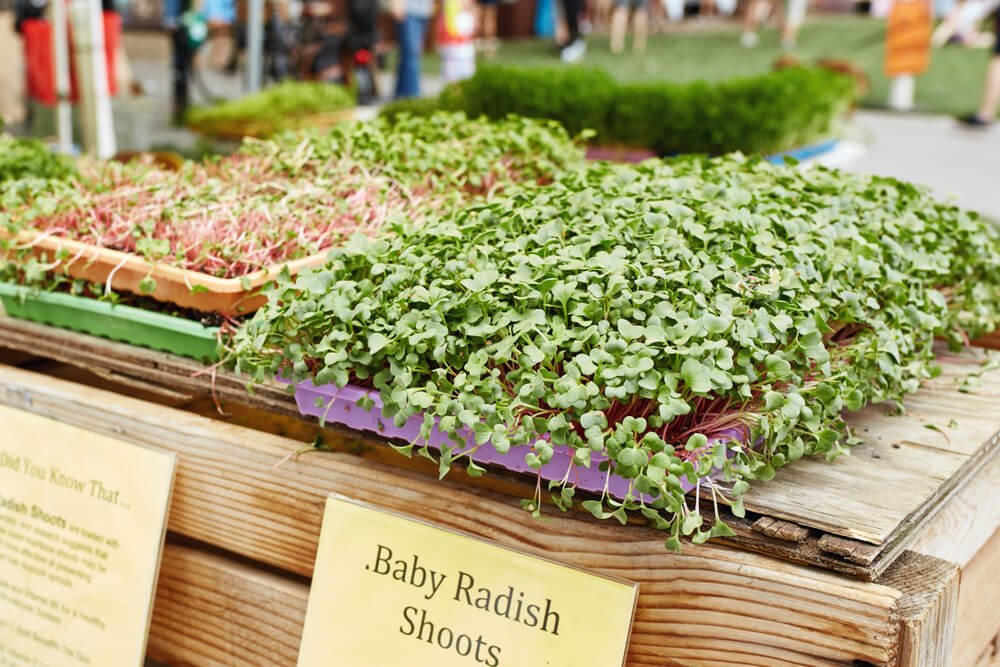 Display of green radish root microgreens for sale at a Farmer's market in Boulder, Colorado

