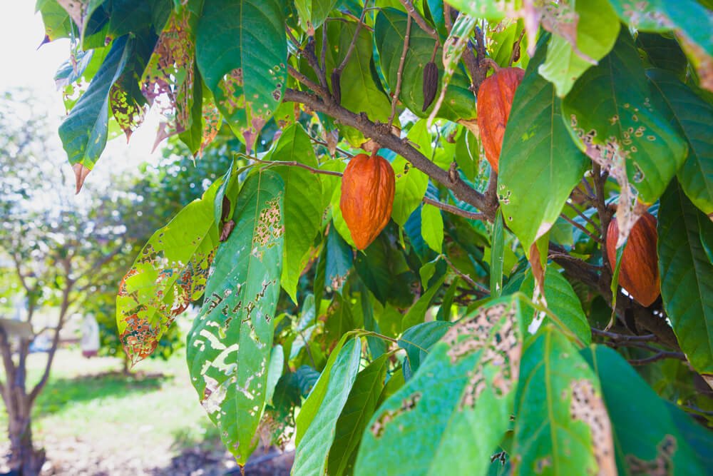 cacao beans on a farm in hawaii